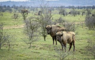 V bývalém vojenském prostoru Milovice od roku 2015 provozuje Česká krajina rezervaci se zubry a pratury.