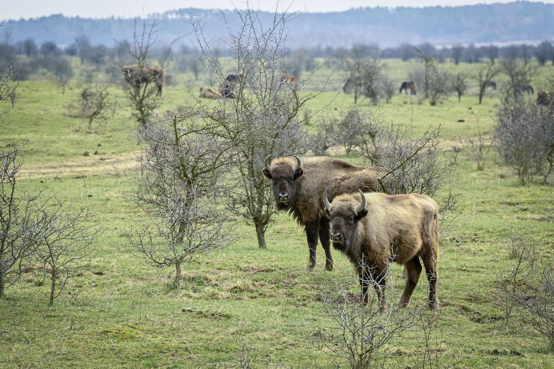 V bývalém vojenském prostoru Milovice od roku 2015 provozuje Česká krajina rezervaci se zubry a pratury.
