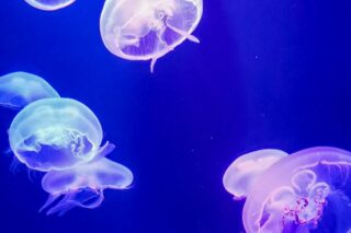 Teplejší moře zvyšuje pravděpodobnost výskytu medúz. Foto: Toni Pomar, Unsplash