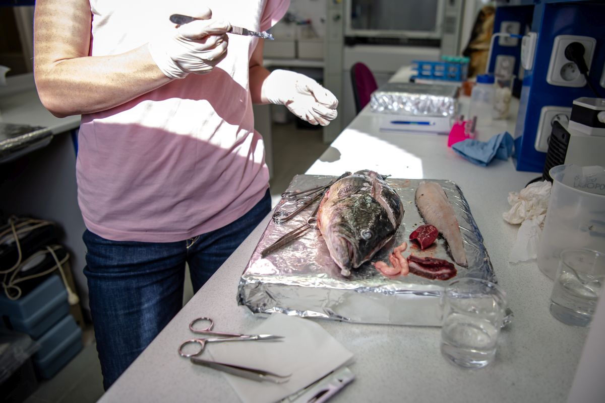 Odebírání vzorků okounka pstruhového. Foto: Kateřina Hefler, Ekonews