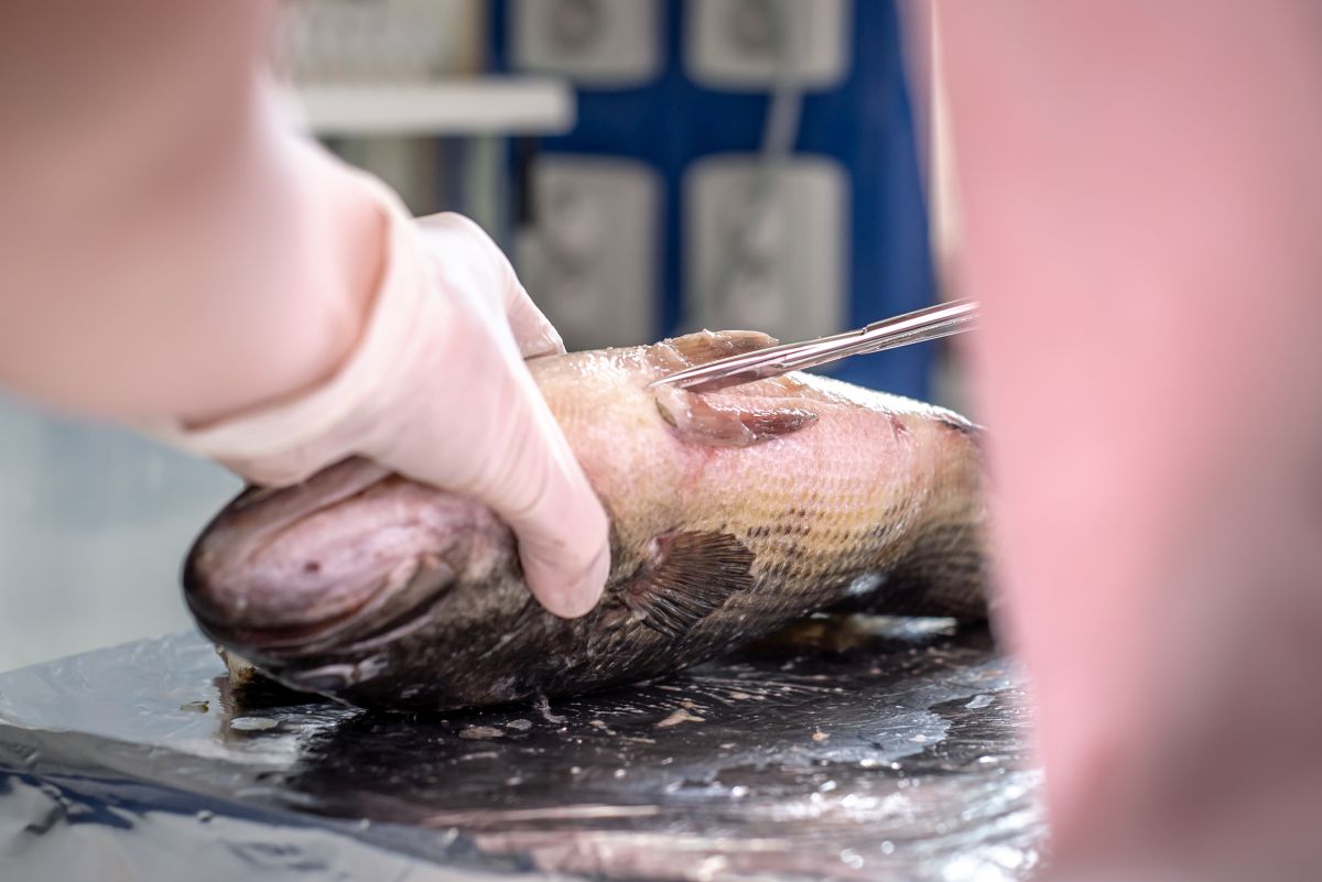 Odebírání vzorků okounka pstruhového. Foto: Kateřina Hefler, Ekonews