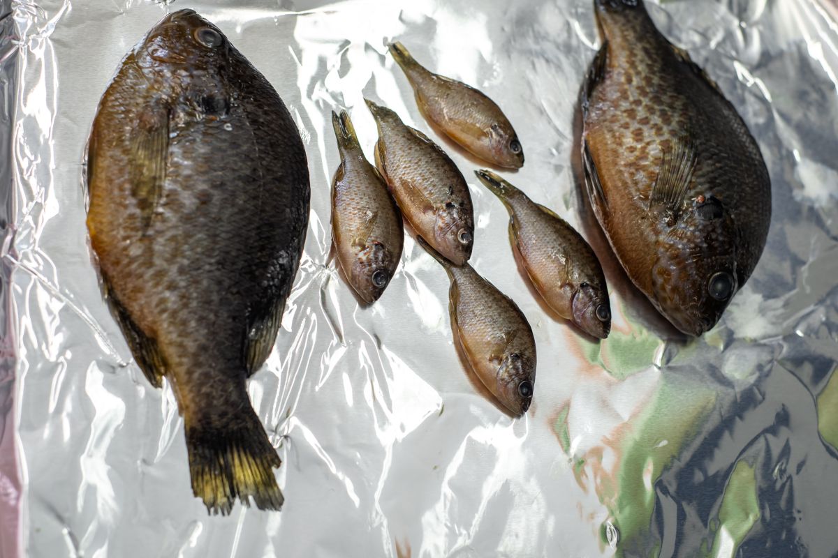 Slunečnice pestrá připravená na odběr vzorků. Foto: Kateřina Hefler, Ekonews