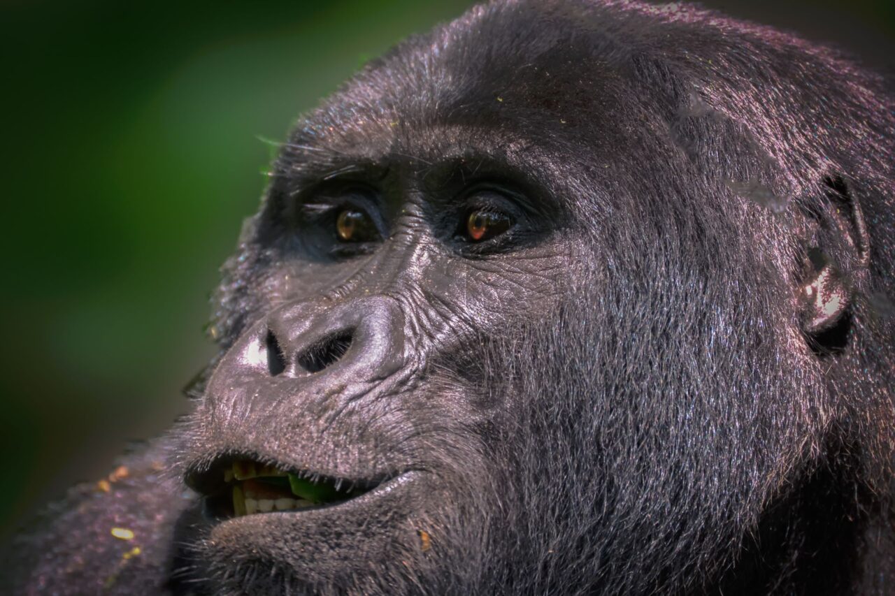 Horské gorily v Ugandě, na světě jich žije zhruba poslední tisícovka. Foto: poskytnuto Mountain Gorilla Coffee