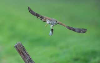 Dravci mohou účinně pomáhat v boji s přemnoženými hraboši. Ilustrační foto: Vincent van Zalinge, Unsplash