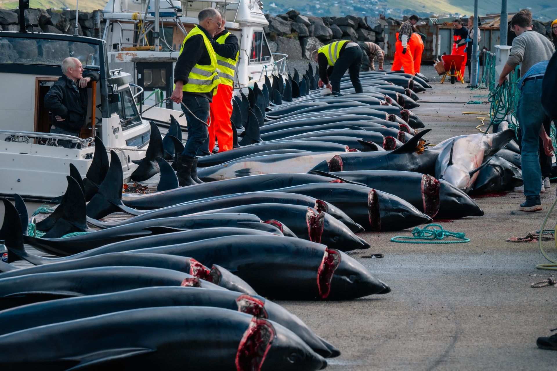 Lov plískavic na Faerských ostrovech je součástí tamní tradice, tak zvaného grindadrápu. Přístavní molo ve Skálabotnuru. Foto: Youenn Kerdavid, Sea Shepherd