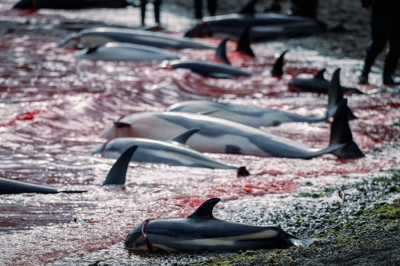 Krev z vykrvácených delfínů obarvuje vodu všude kolem. Foto: Youenn Kerdavid, Sea Shepherd