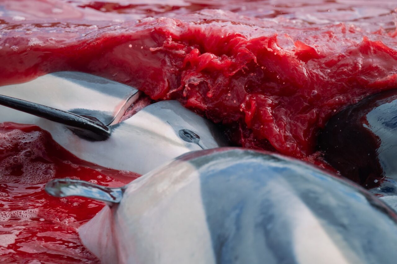 Zabíjení plískavic má stanovená pravidla.. Lovci nejprve delfínovi proříznou míchu, poté krk. Foto: Youenn Kerdavid, Sea Shepherd