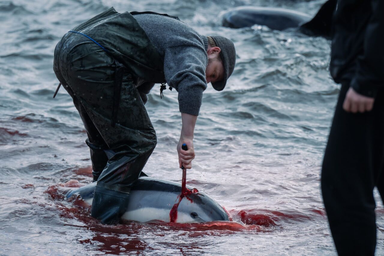 Zabíjení delfínů má pevně stanovená pravidla. Foto: Youenn Kerdavid, Sea Shepherd
