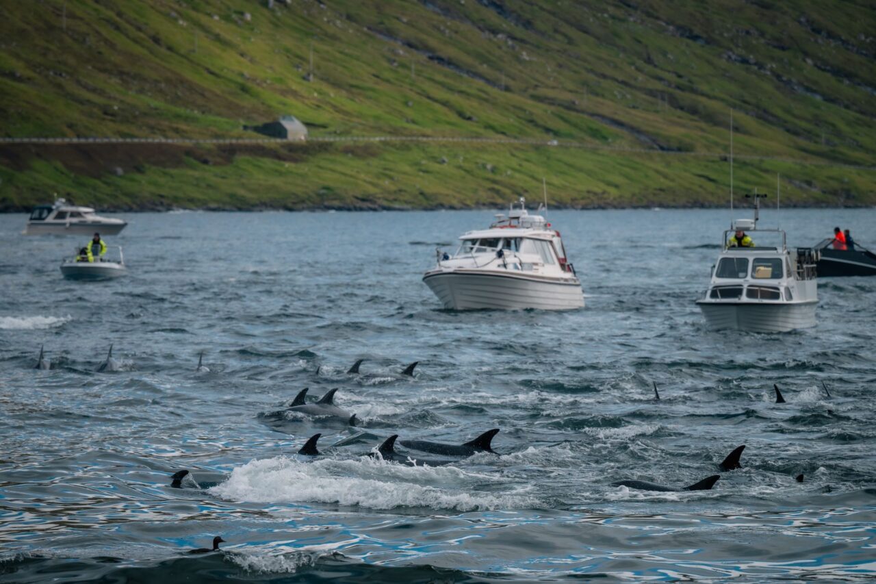 Nahánění delfínů o zátoky. Foto: Youenn Kerdavid, Sea Shepherd