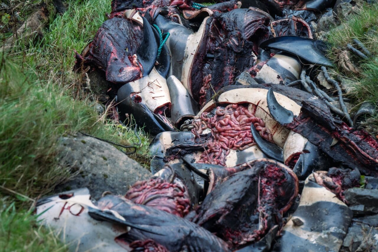 Zbytky delfínů i celé jejich kusy v zátoce. Foto: Foto: Youenn Kerdavid, Sea Shepherd