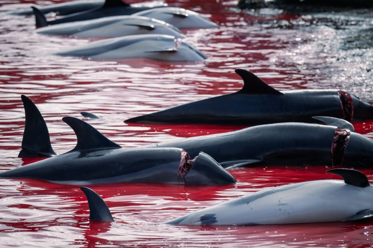 Grindadráp, středověká tradice na Faerských ostrovech. Foto: Foto: Youenn Kerdavid, Sea Shepherd