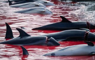 Grindadráp, středověká tradice na Faerských ostrovech. Foto: Foto: Youenn Kerdavid, Sea Shepherd