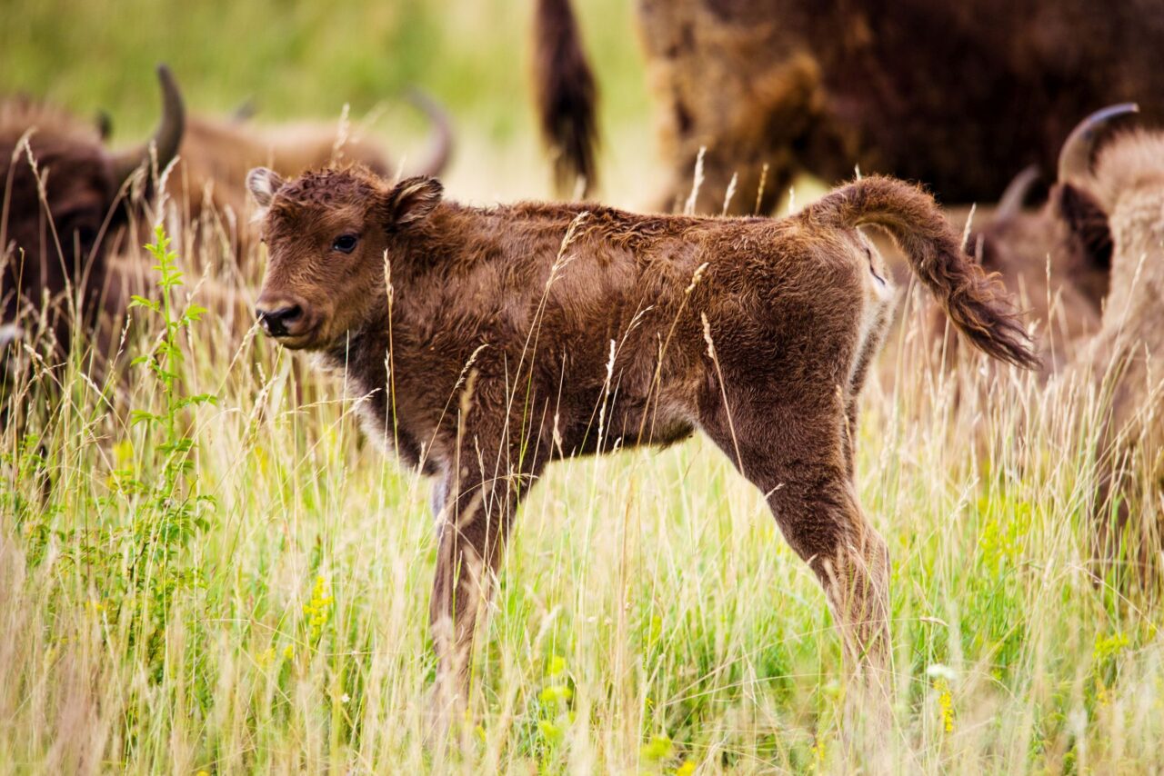 Zubr evropský v rezervaci u Milovic. Foto: Michal Köpping