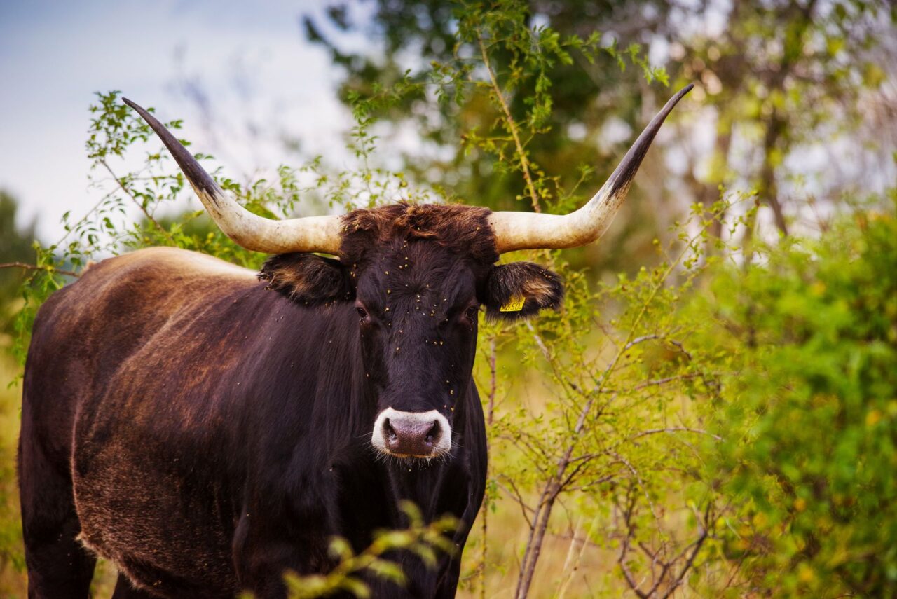 Pratur v rezervaci u Milovic. Foto: Michal Köpping