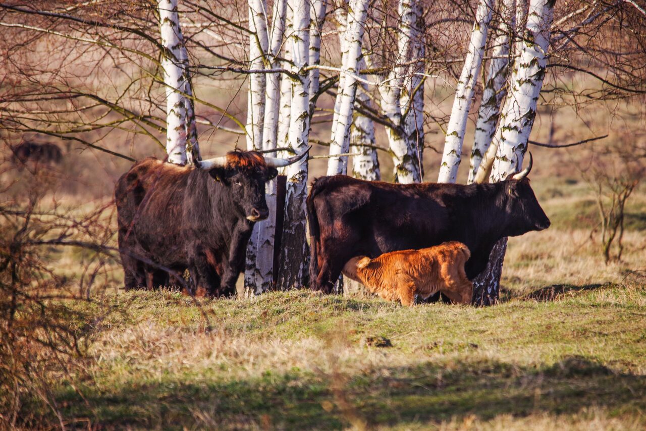 Pratuři v rezervaci u Milovic se pravidelně rozmnožují. Foto: Michal Köpping