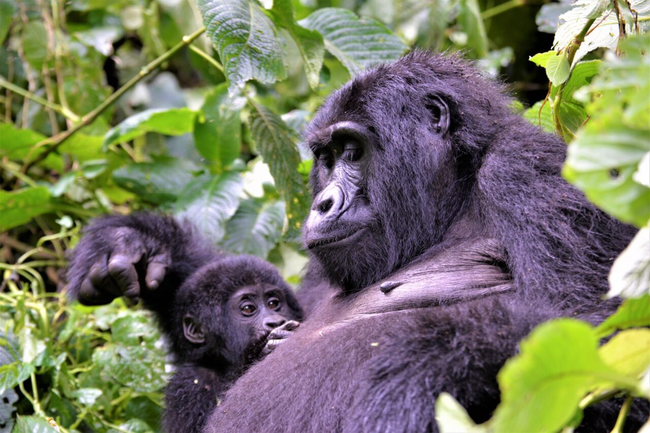Horské gorily v Ugandě, na světě jich žije zhruba tisícovka. Foto: poskytnuto Mountain Gorilla Coffee