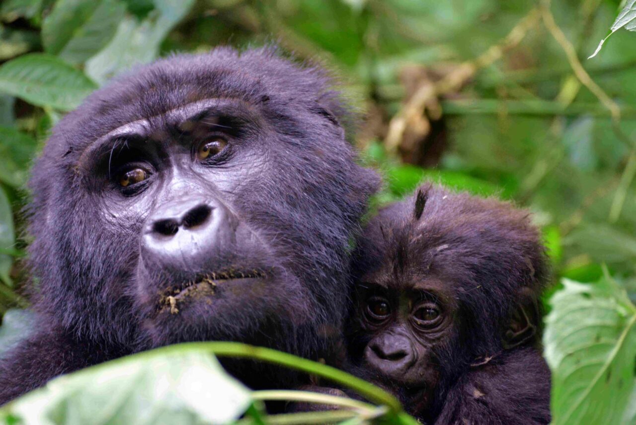 Horské gorily v Ugandě, kterých žije na světě zhruba tisícovka. Foto: poskytnuto Mountain Gorilla Coffee