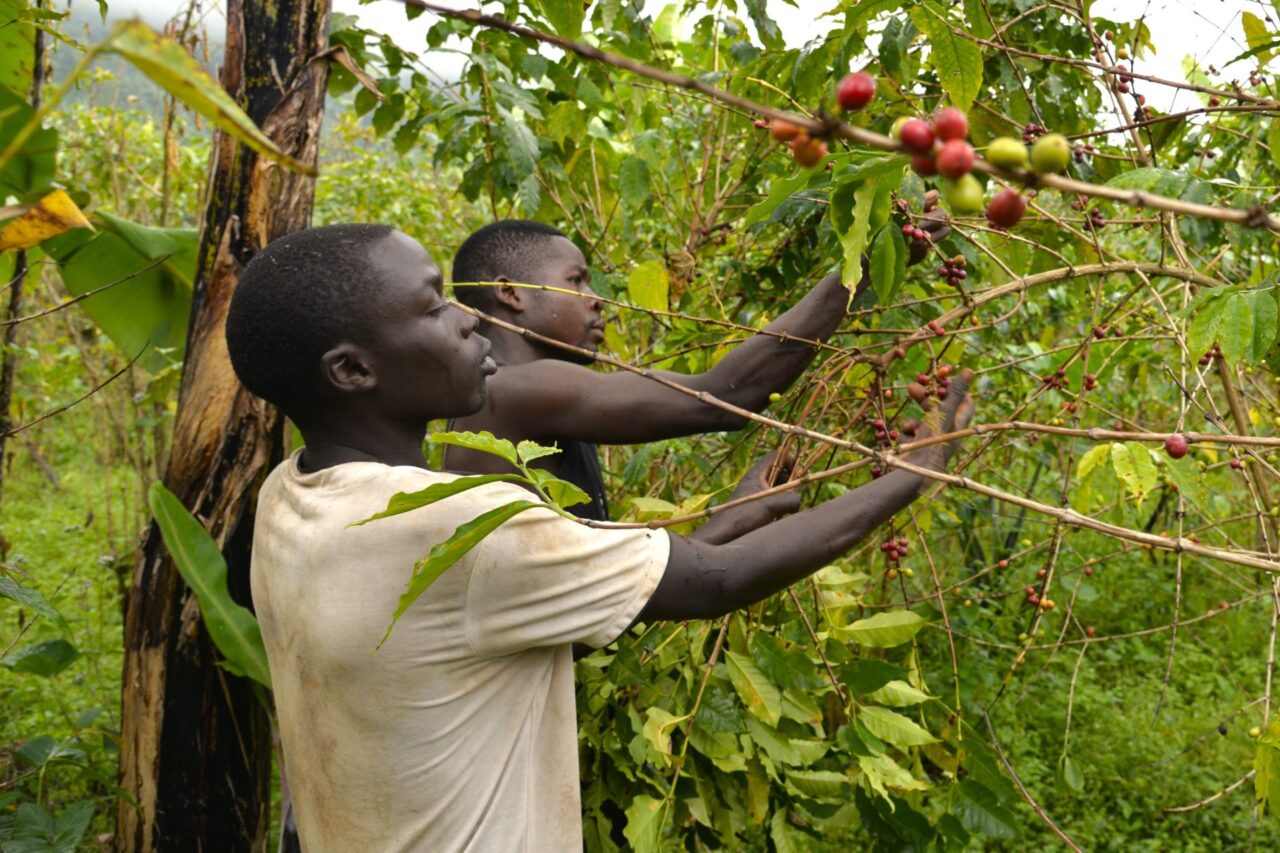 Kávová plantáž v Ugandě. Foto: poskytnuto Michalem Šestákem
