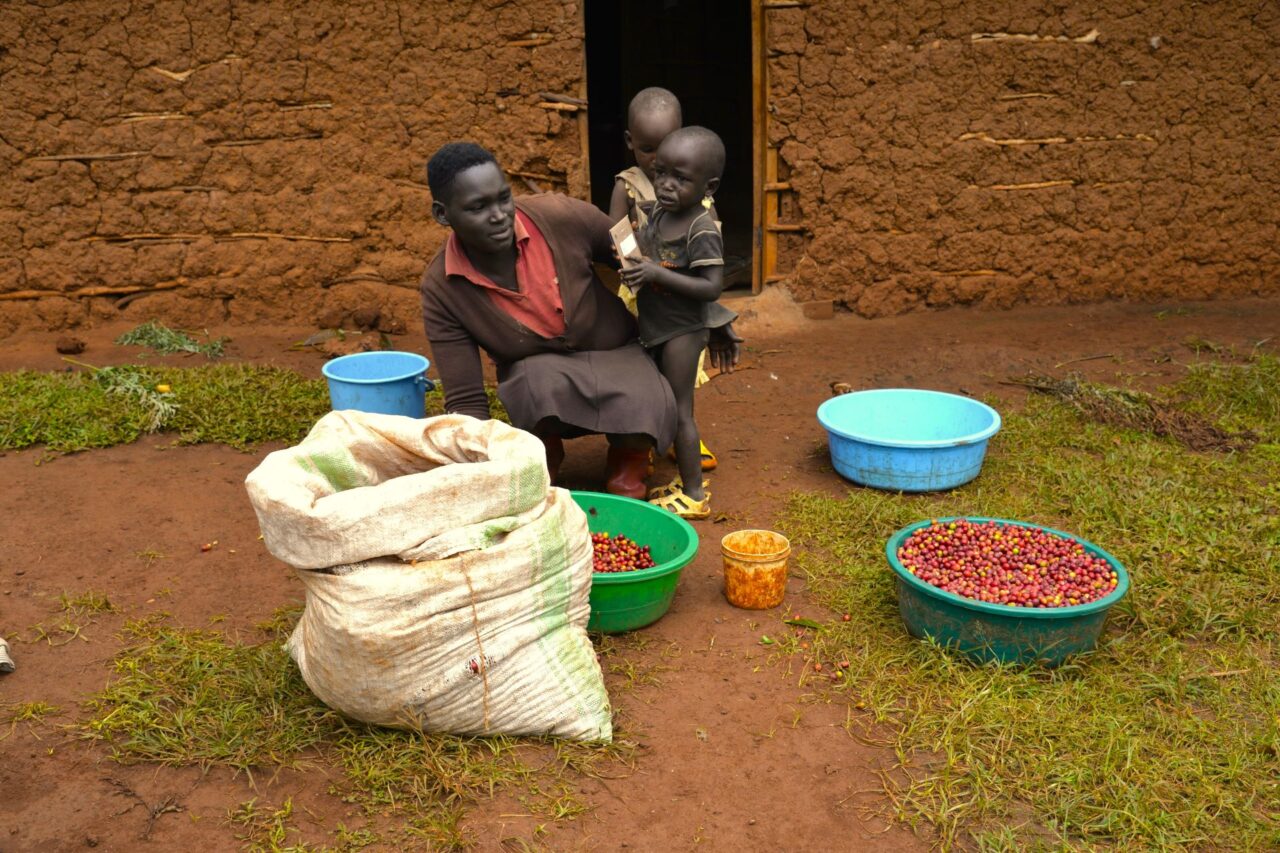 Kávová plantáž v Ugandě. Foto: poskytnuto Michalem Šestákem