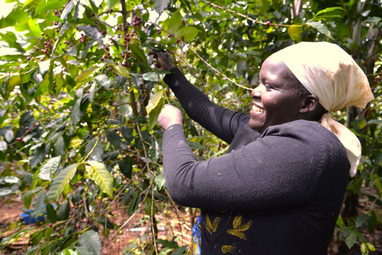 Kávová plantáž v Ugandě. Foto: poskytnuto Michalem Šestákem