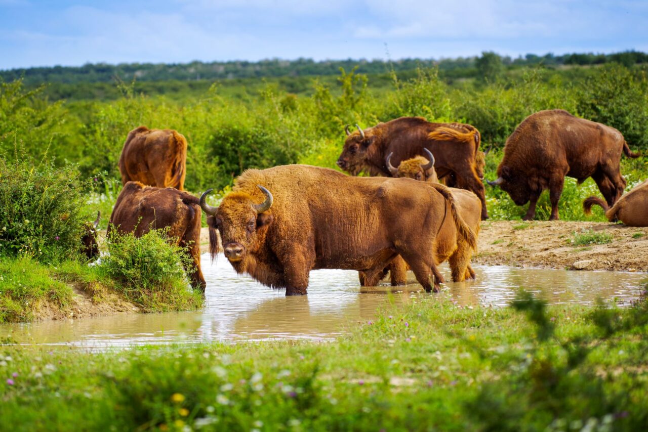 Zubři v rezervaci u Milovic. Foto: Michal Köpping