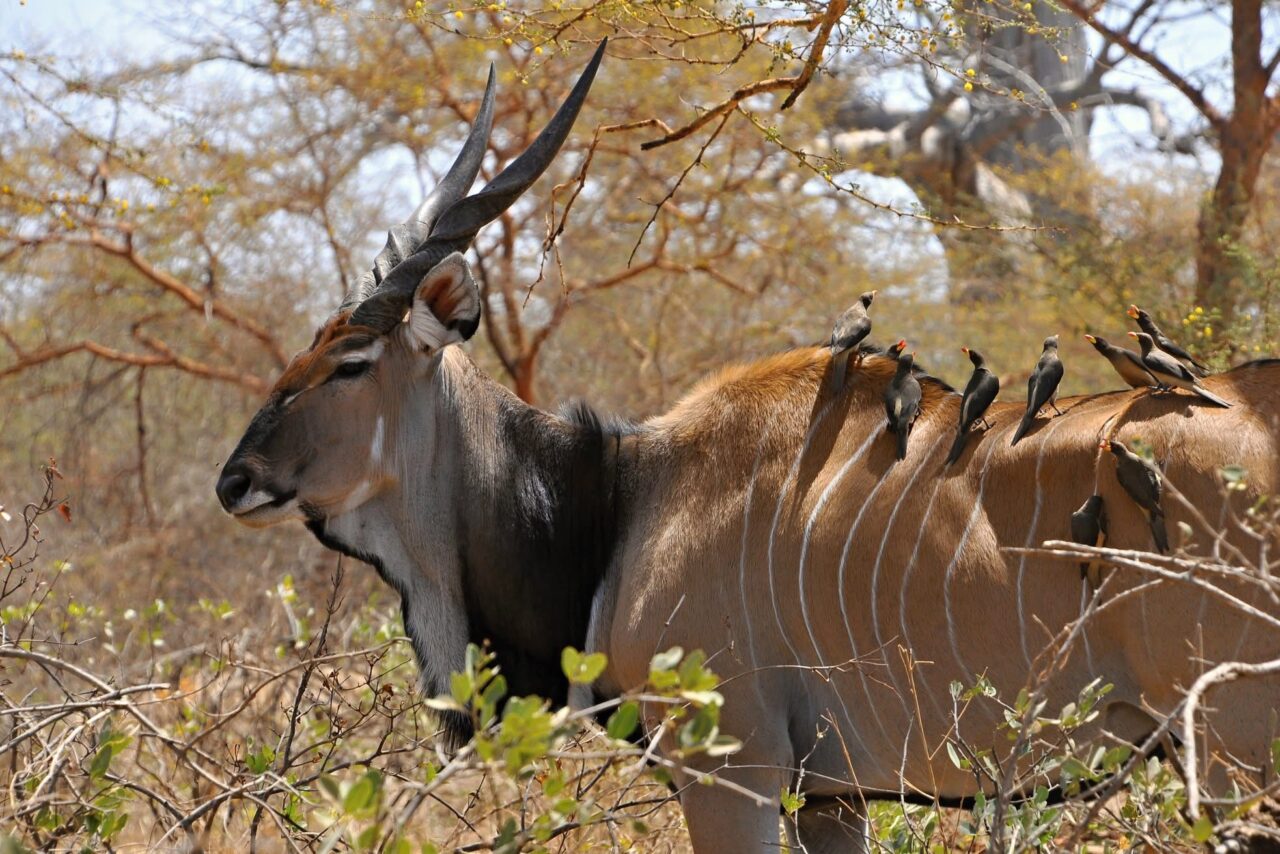 V Senegalu žijí asi dvě stovky jedinců západního poddruhu antilopy Derbyho. Foto: poskytnuto spolkem Antelope Conservation