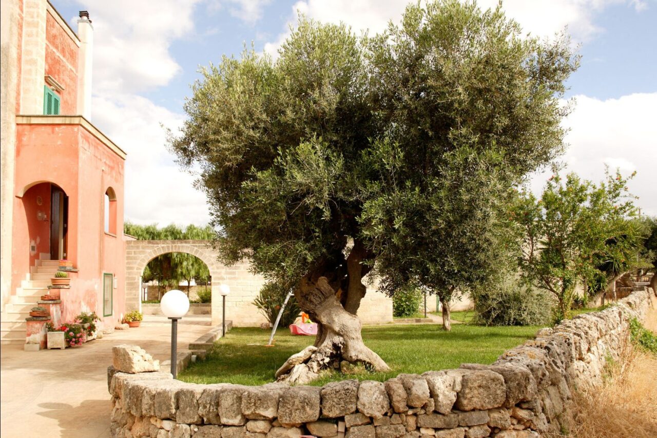 Olivovníky na farmě Agriturismo Curatori jsou staré 500 i tisíc let. Foto: poskytnuto společností Agriturismo Curatori