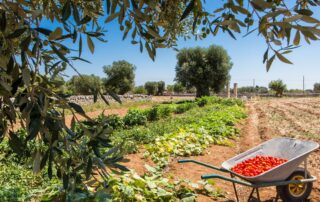 Desetihektarová farma Agriturismo Curatori se nachází u města Monopoli nedaleko Bari. Foto: poskytnuto společností Agriturismo Curatori