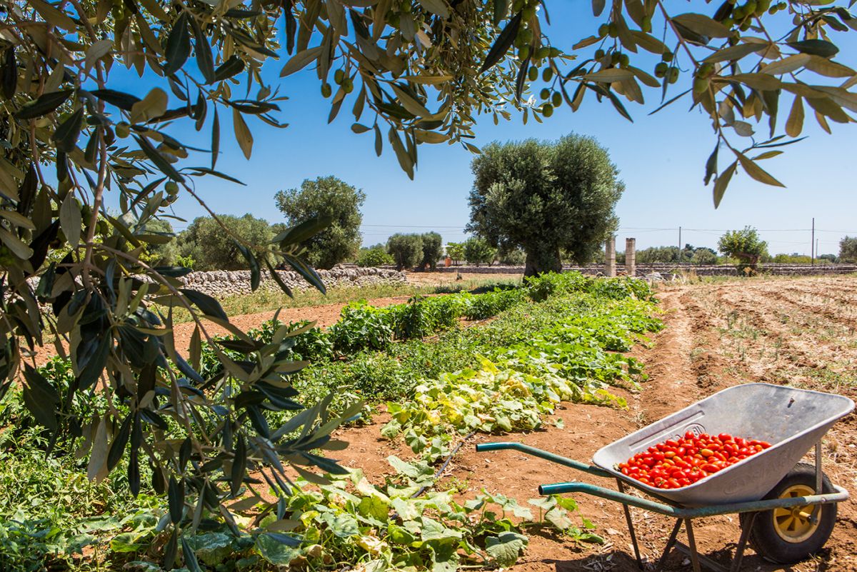 Desetihektarová farma Agriturismo Curatori se nachází u města Monopoli nedaleko Bari. Foto: poskytnuto společností Agriturismo Curatori