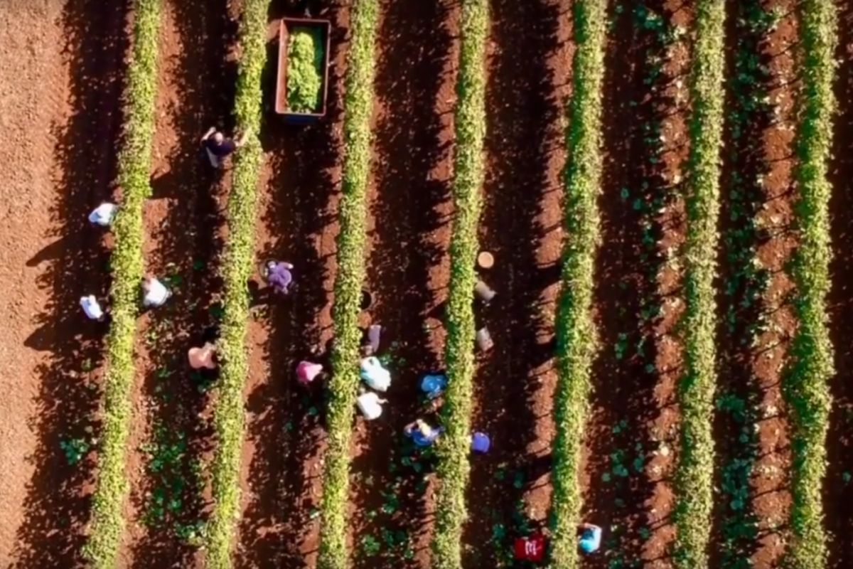 Rodinné vinařství Montemarcuccio pěstuje starou modrou odrůdu Ottavianello pro výrobu červených vín. Foto: poskytnuto vinařstvím Montemarcuccio
