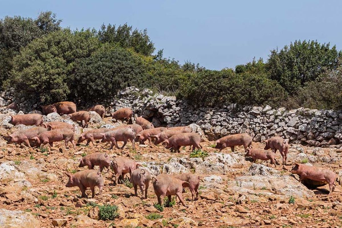 Společnost Santoro se zaměřuje na produkty z vepřového masa, přičemž maso nakupuje z lokálních chovů. Foto: poskytnuto společností Santoro