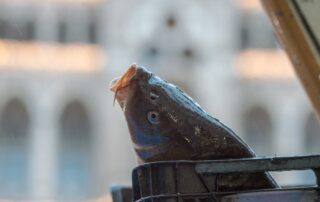 Živí kapři se každoročně prodávají o Vánocích zhruba na třech tisících míst po celém Česku. Foto: ČTK / Petrášek Radek