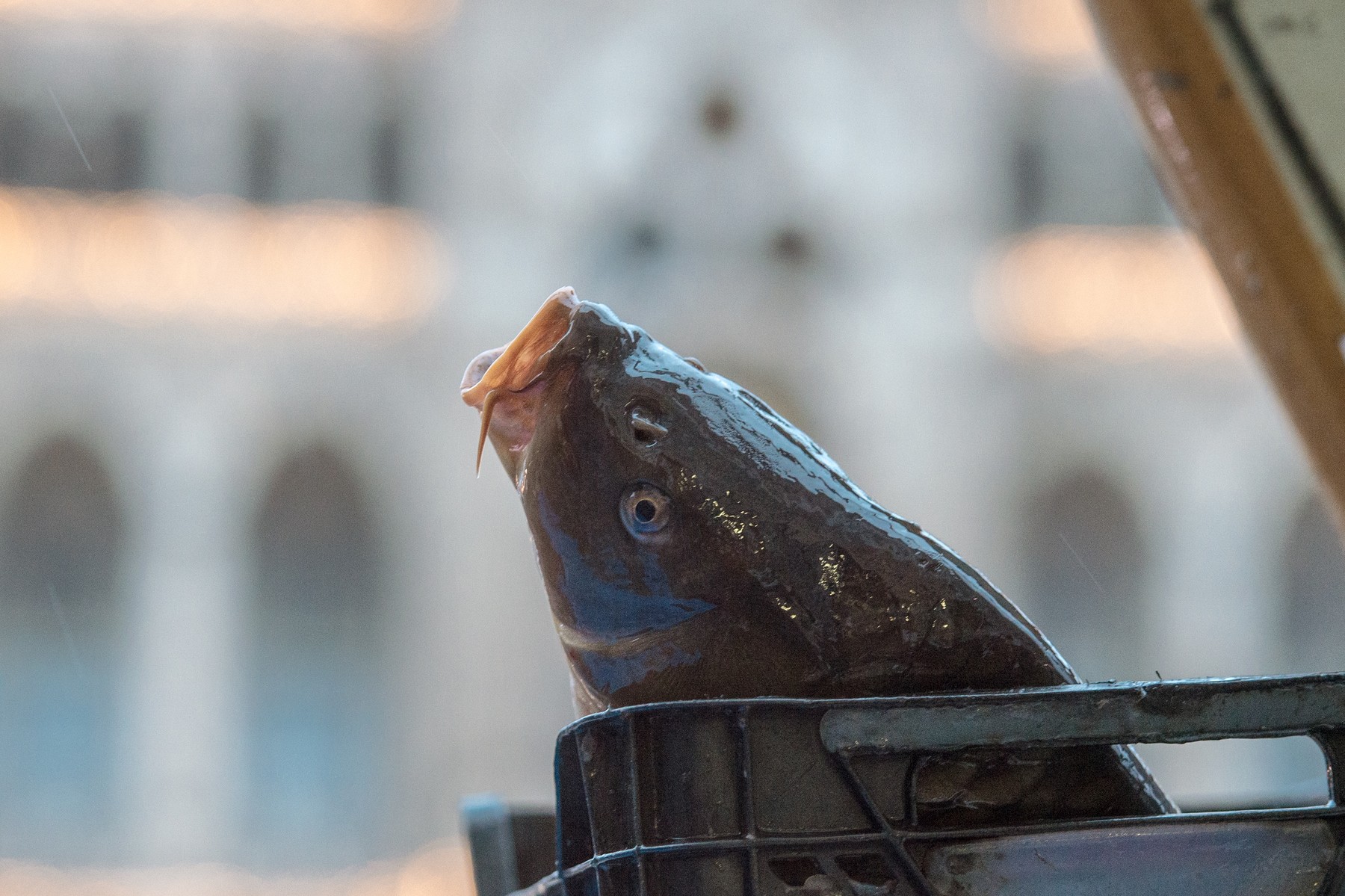 Živí kapři se každoročně prodávají o Vánocích zhruba na třech tisících míst po celém Česku. Foto: ČTK / Petrášek Radek