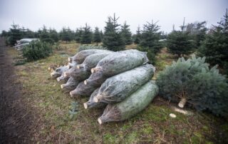 Většina stromků je z plantáží, na fotce sklizeň na farmě Kopáčov, České Lhotice. Foto: ČTK / Vostárek Josef