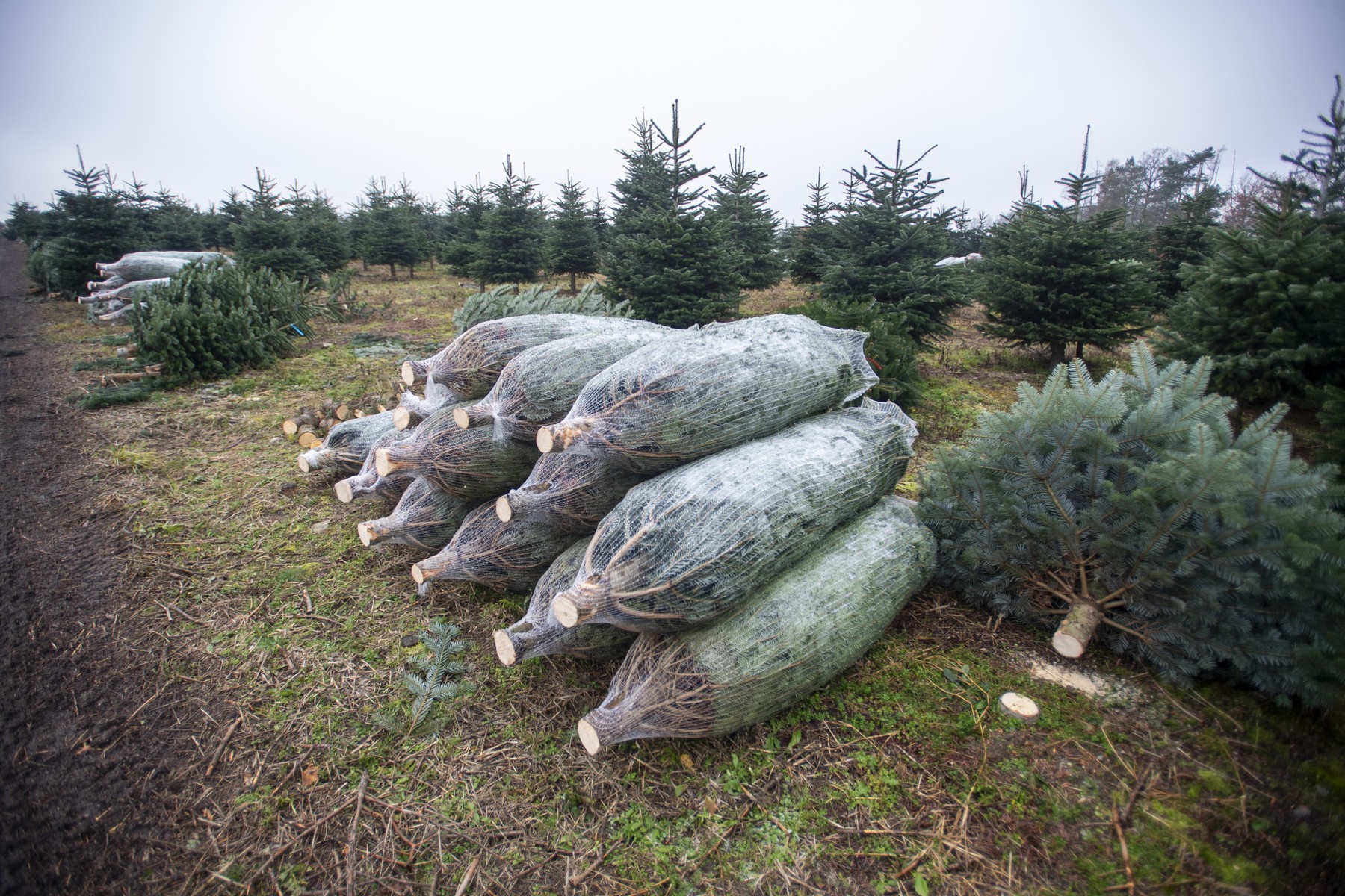 Většina stromků je z plantáží, na fotce sklizeň na farmě Kopáčov, České Lhotice. Foto: ČTK / Vostárek Josef