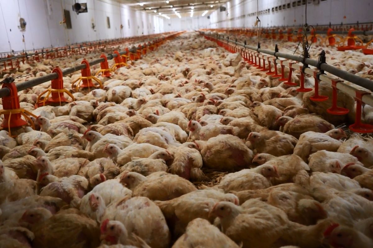 Spolek Obraz zveřejnil videonahrávky z tuzemských chovů. Tento je v Blšanech u Loun. Foto: poskytnuto spolkem Obraz