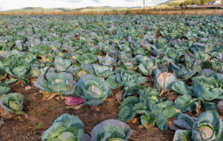 Peter Čaky pěstuje zelí na živém mulči z jetele inkarnátu. Foto: poskytnuto Peterem Čakym
