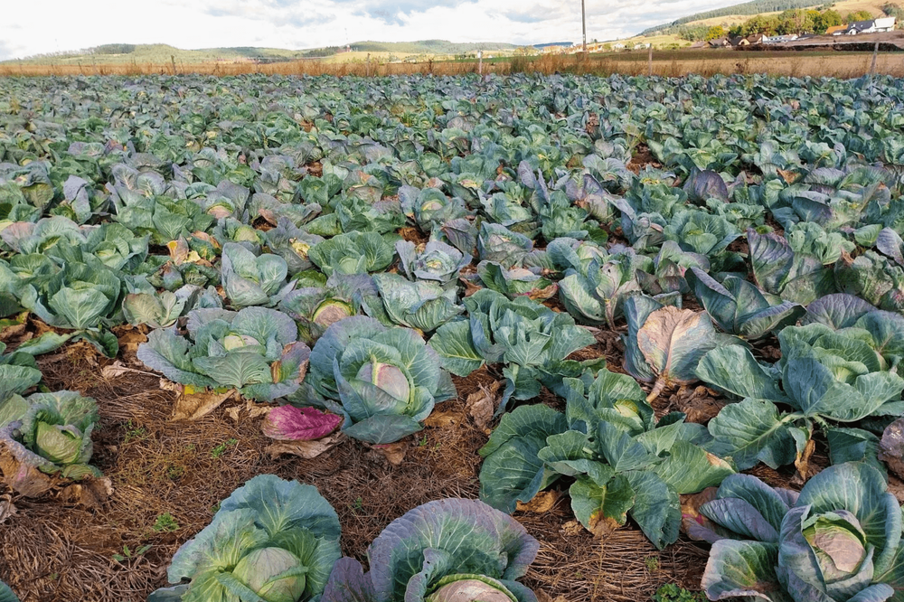 Peter Čaky pěstuje zelí na živém mulči z jetele inkarnátu. Foto: poskytnuto Peterem Čakym