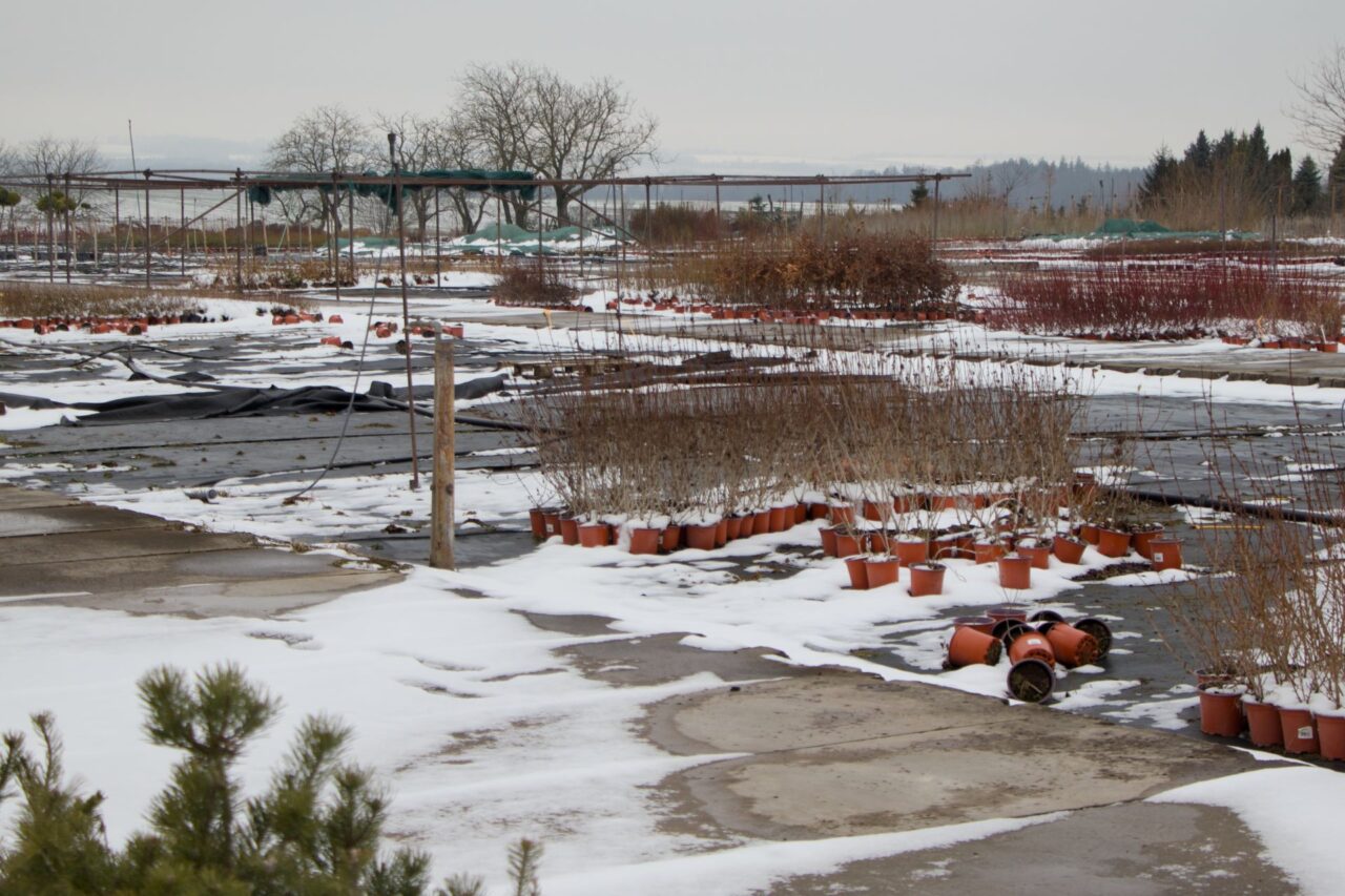 Ve Školkách Litomyšl se pěstuje na 90 hektarech více než 500 druhů rostlin. Foto: Karolína Chlumecká, Ekonews