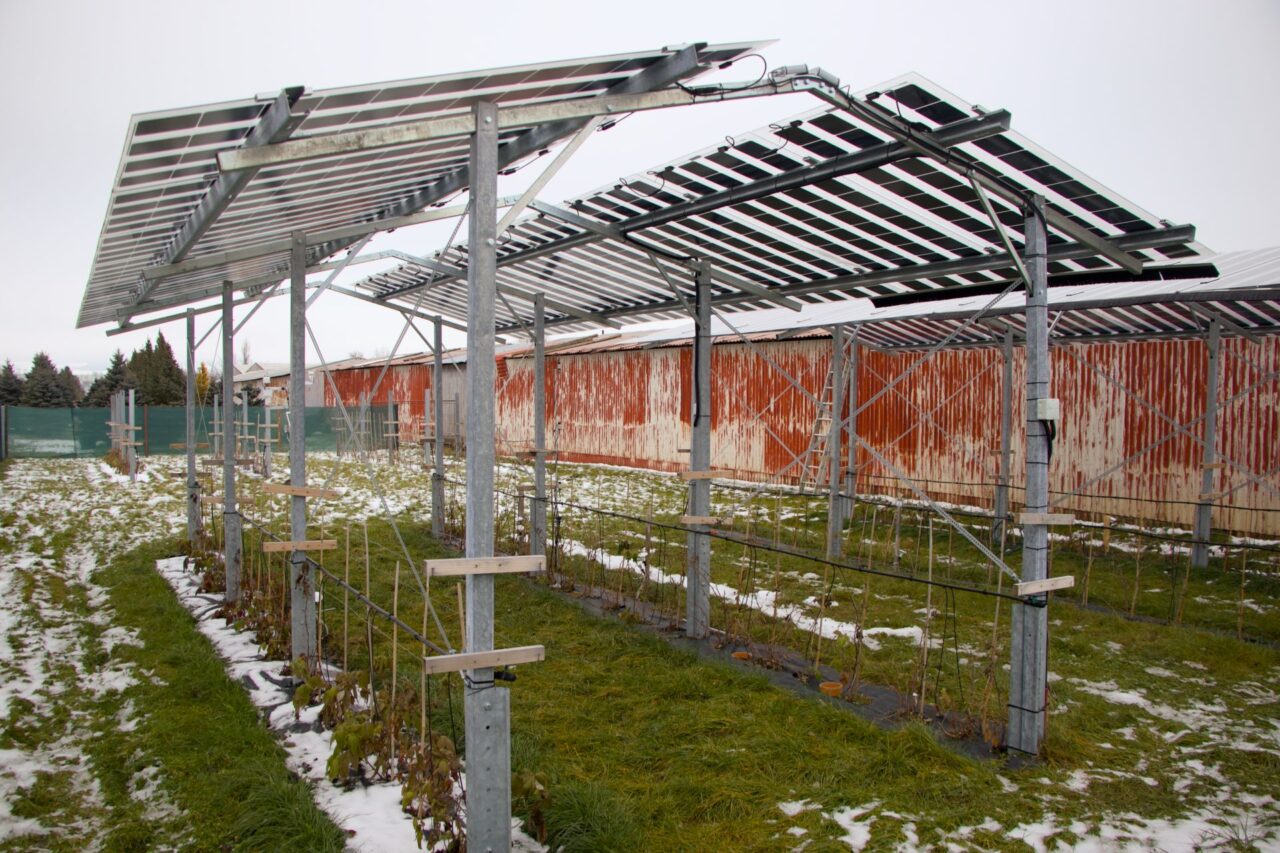 V budoucnosti by se agrovoltaická farma měla rozšířit až na šest megawattů. Foto: Karolína Chlumecká, Ekonews