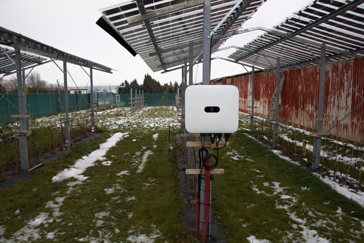 Zkoumané maliníky odrůdy Polka rodí od léta až do prvních mrazíků. Foto: Karolína Chlumecká, Ekonews