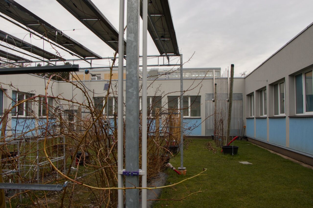 Prozatímní výsledky ukazují, že plody malin pod agrovoltaikou jsou shodné s těmi bez panelů. Foto: Karolína Chlumecká, Ekonews