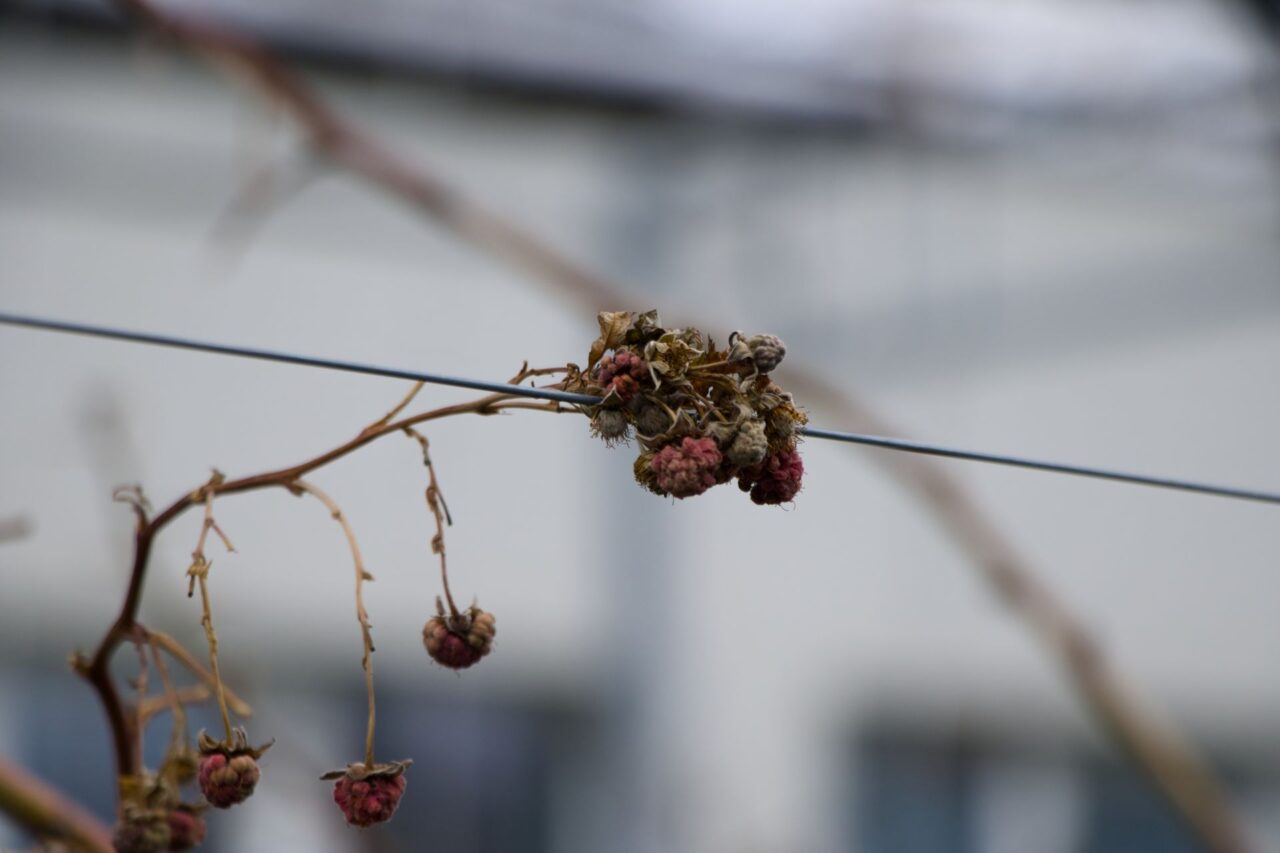 Za minulý rok se na keřích odrůdy Polka a Tulameen urodilo přes osmdesát kilo malin. Foto: Karolína Chlumecká, Ekonews