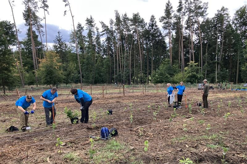 Sázení stromů patří k dobrovolnickým aktivitám zaměstnanců společnosti HP. Foto: poskytnuto společností HP