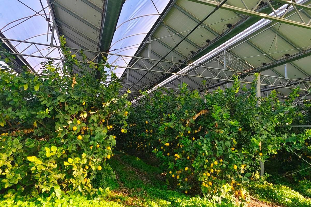 Pěstování citronů nedaleko Cosenzy na jihu Itálie kombinují s výrobou elektrické energie. Foto: Natalie Sclippa, lavialibera