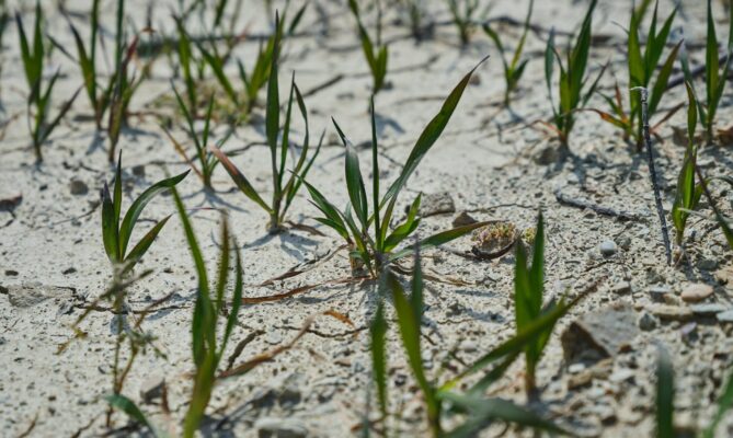 Sucha jsou kvůli klimatické změně čím dál tím častější. Ilustrační foto: Engin Akyurt, Unsplash