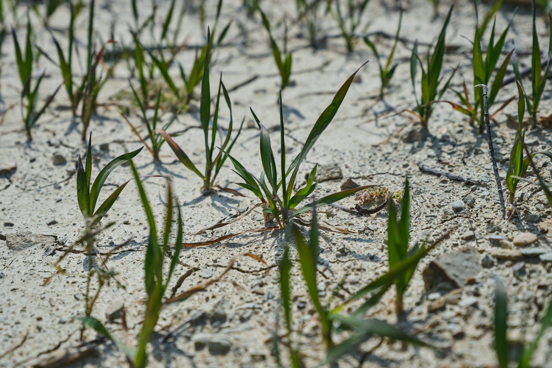 Sucha jsou kvůli klimatické změně čím dál tím častější. Ilustrační foto: Engin Akyurt, Unsplash