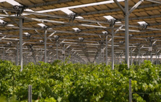 Vinice Domaine de Nidolères na francouzské straně Pyrenejí kryjí fotovoltaické panely společnosti Sun'Agri a révě to zatím prospívá. Foto: poskytnuto společností Sun'Agri