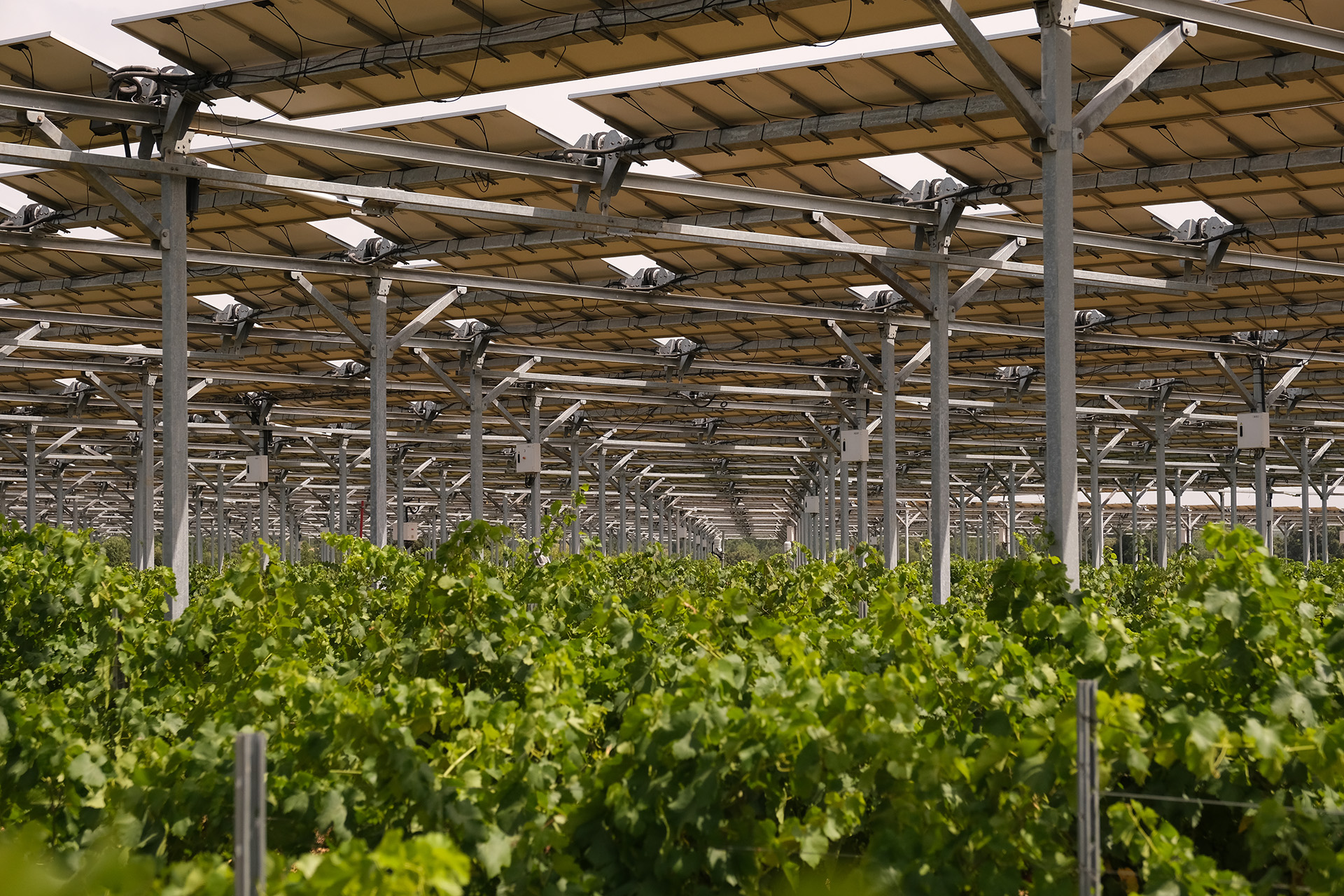 Vinice Domaine de Nidolères na francouzské straně Pyrenejí kryjí fotovoltaické panely společnosti Sun'Agri a révě to zatím prospívá. Foto: poskytnuto společností Sun'Agri