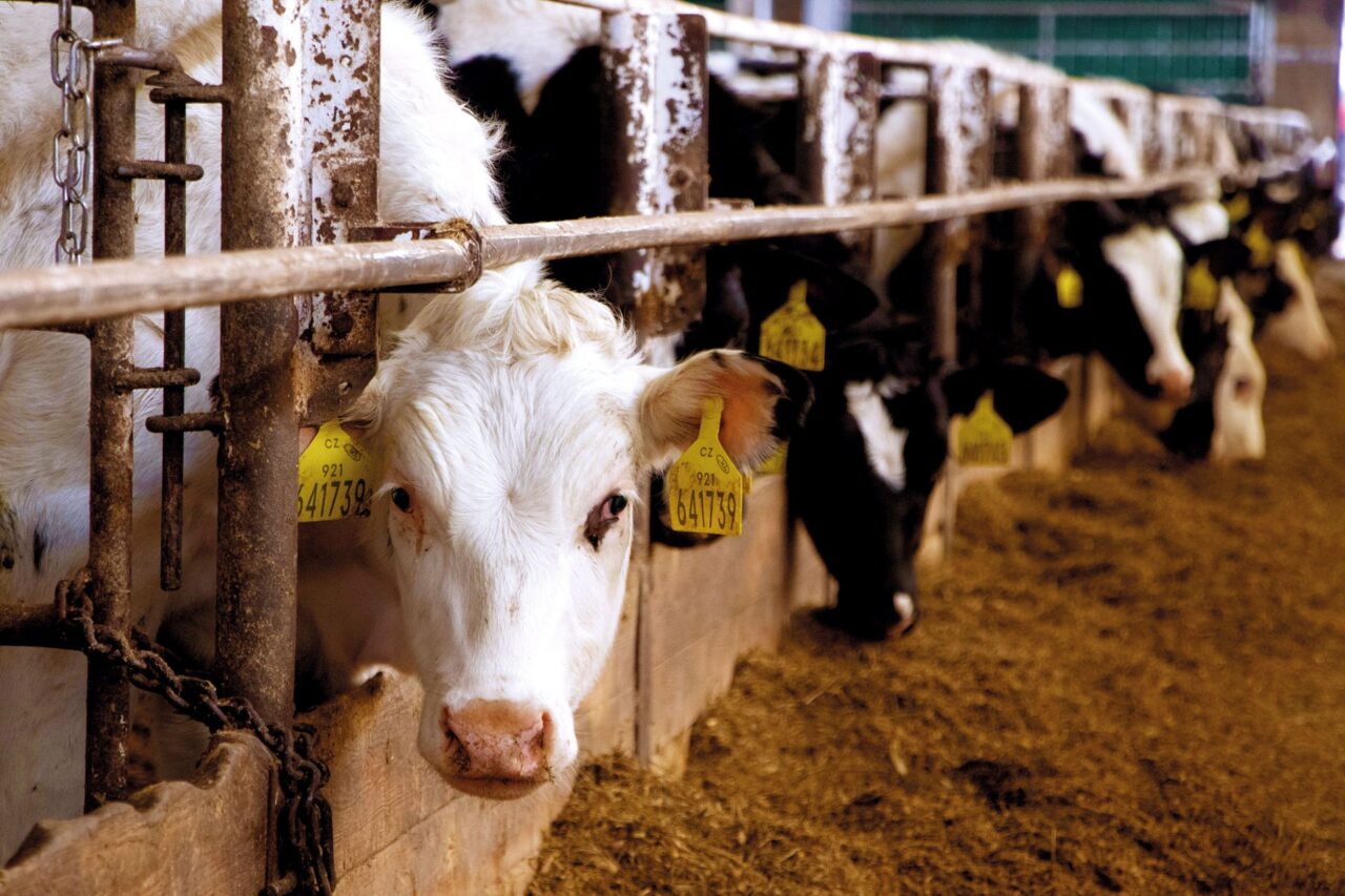 Palivo bioplynky z větší části tvoří hnůj dojnic v místním kravíně, jejich zbytkové krmivo, kukuřice, pšenice, žito a travní senáž. Foto: Karolína Chlumecká, Ekonews